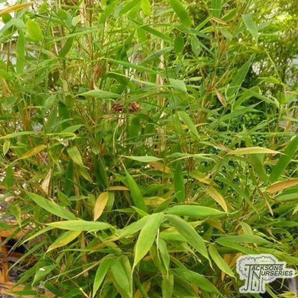 Buy Fargesia murielae 'Simba' online from Jacksons Nurseries